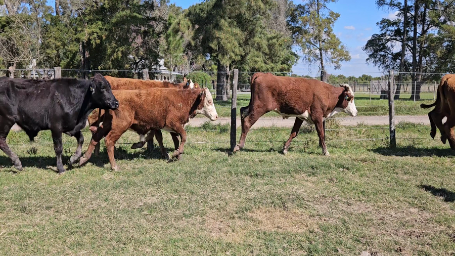 Lote 31 Novillitos