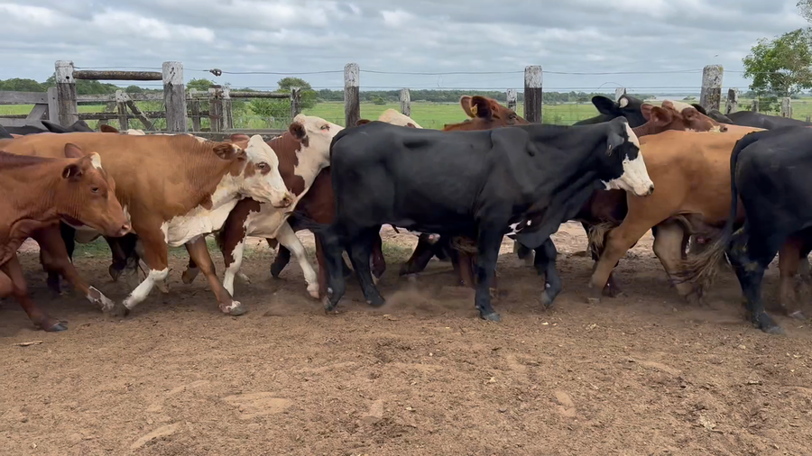 Lote 45 Novillos en Corrientes, Paso de La Patria