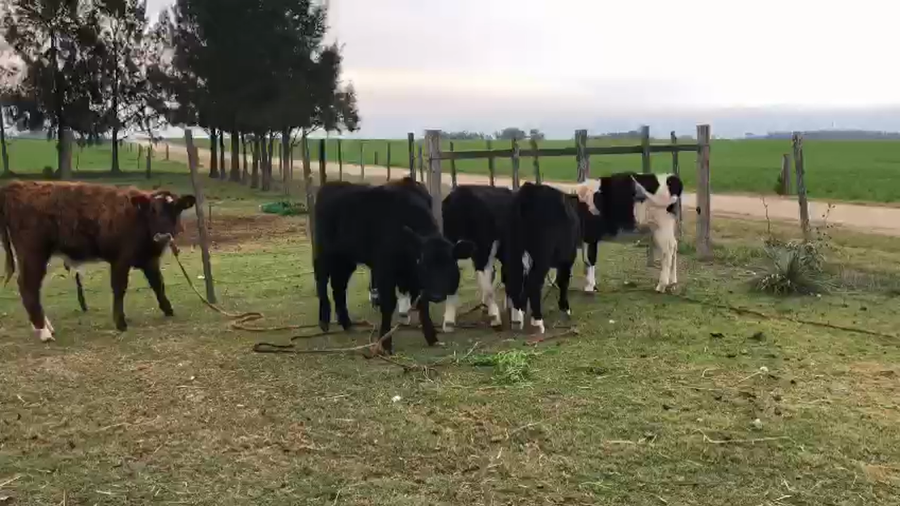 Lote 9 Terneros/as (5 machos y 4 hembras)