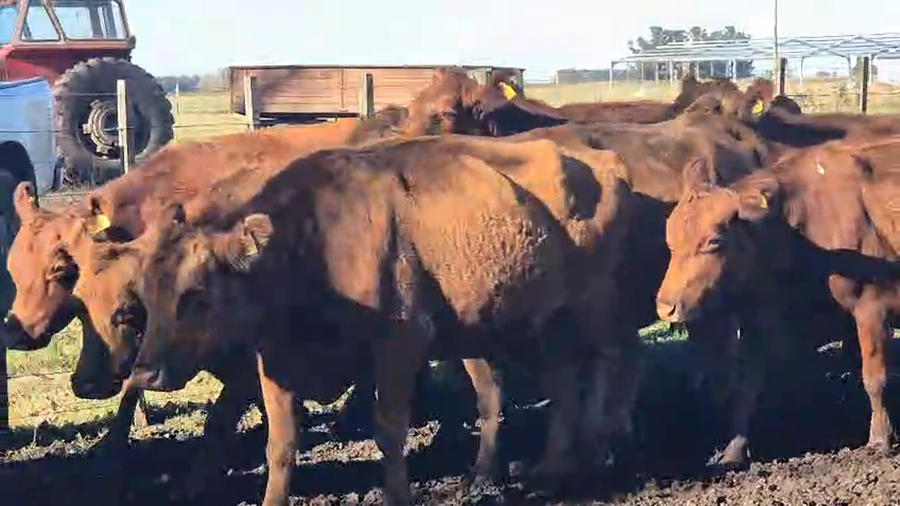 Lote 34 Vacas usadas preñadas