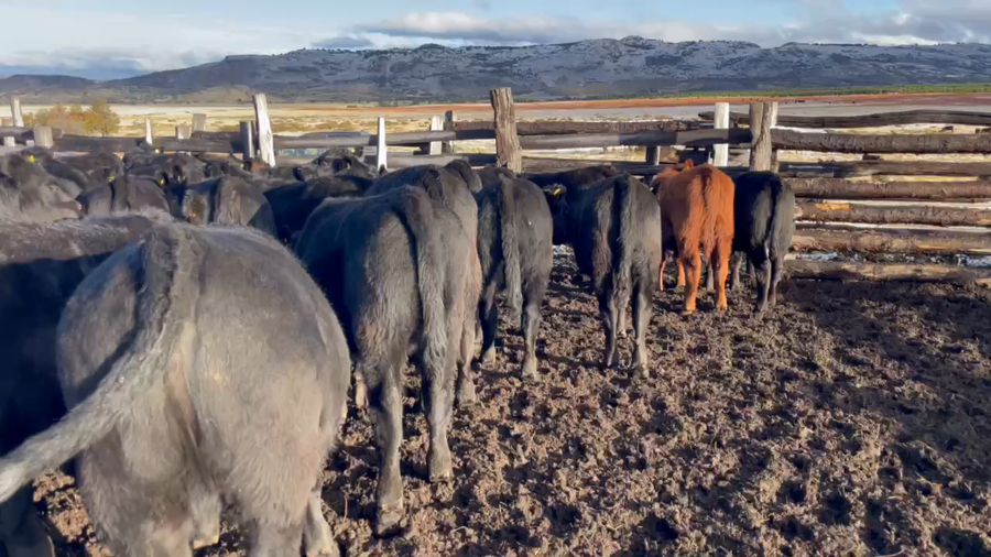 Lote 45 Ternera en Coyhaique, XI Región Aysén