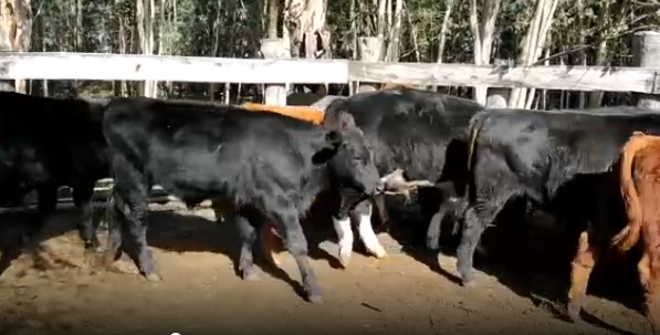 Lote 23 Terneros y Terneras en Soriano