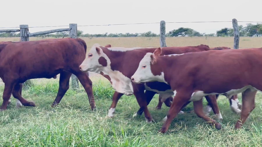 Lote 100 Terneros en Corrientes, Curuzu Cuatia