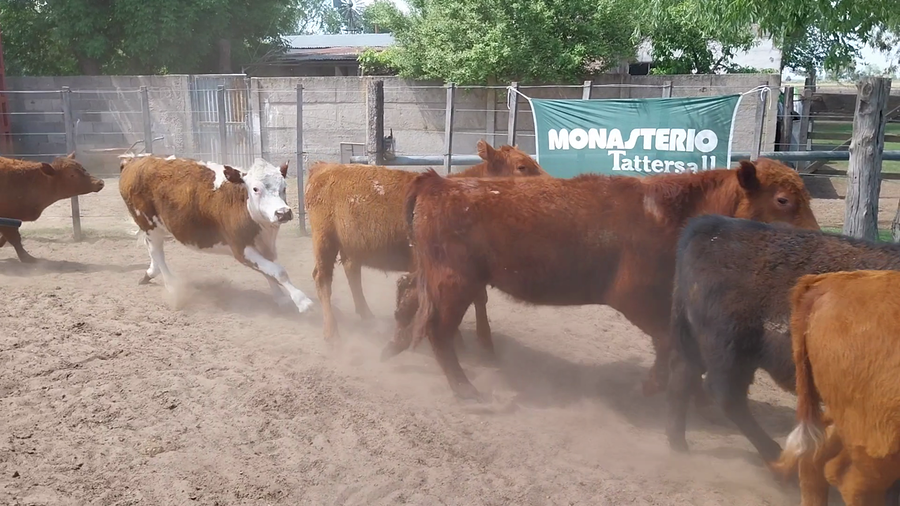 Lote 24 Terneros en Daireaux