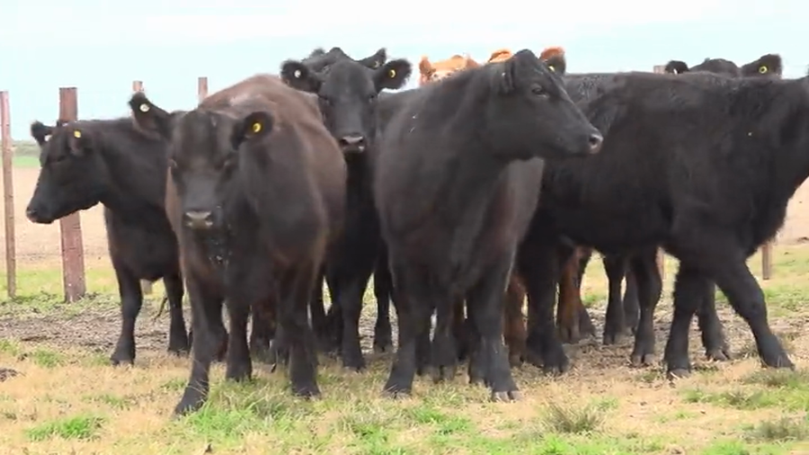 Lote Vaquillas El Talar Tres Molinos