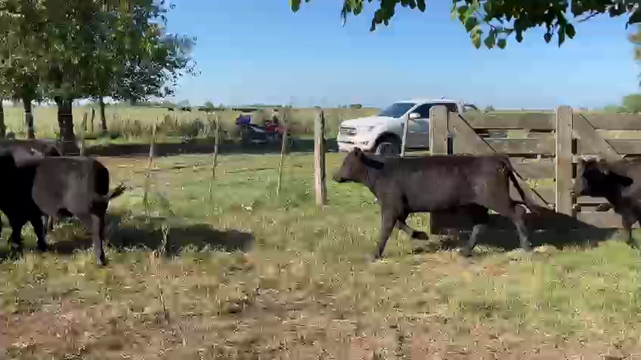 Lote 14 Terneros/as en Cañuelas, Buenos Aires