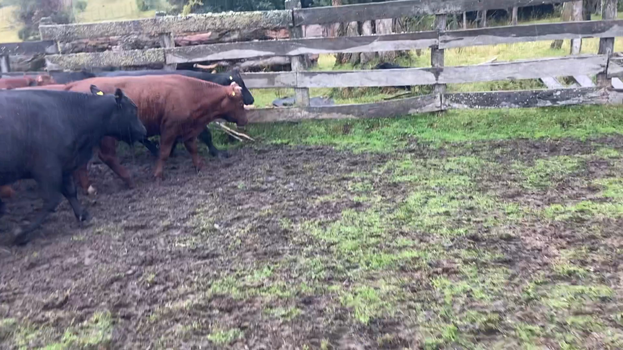 Imagen 2 del Lote Lote 46 Novillo Engorda en Chile Chico, XI Región Aysén