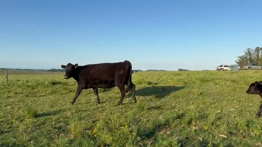 Lote 200 Piezas de cría