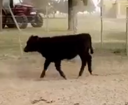 Lote 44 Terneras de 165Kg en Alejo Ledesma, Córdoba