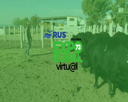 Lote TOROS PUROS CONTROLADOS ANGUS