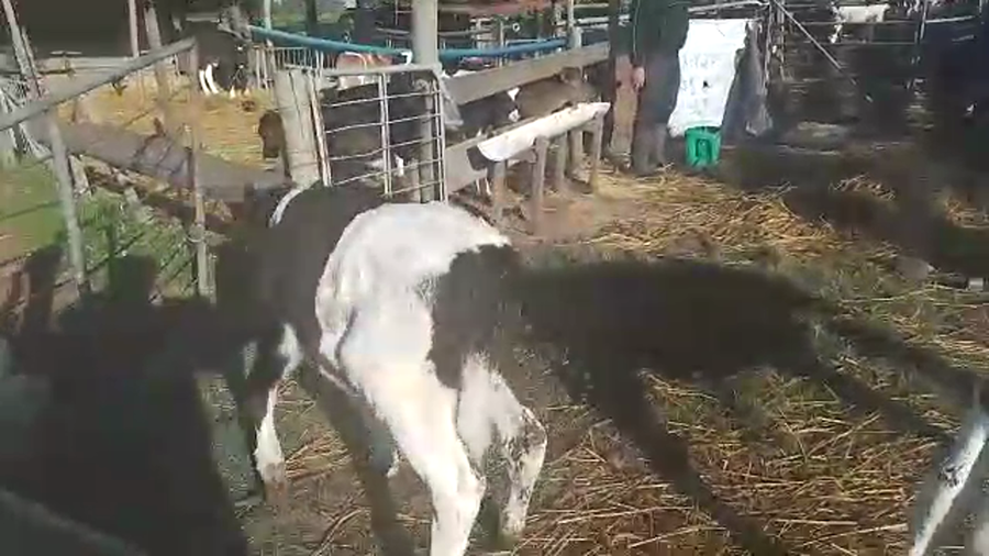 Lote 3 Terneros HOLANDO a remate en PANTALLA CAMY - SAN JOSE  1500 VACUNOS 110kg - , San José