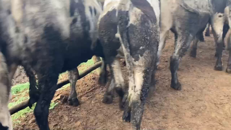 Lote 30 Novillo Gordo en Región Metropolitana, Melipilla