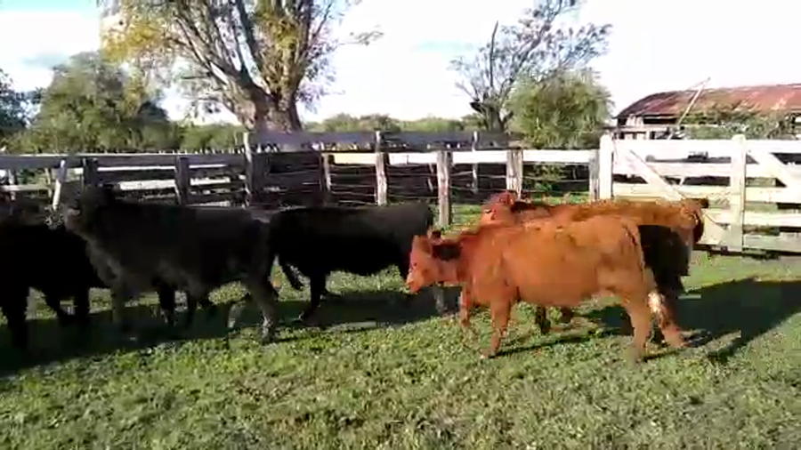 Lote 54 Terneros/as en Villaguay, Entre Ríos