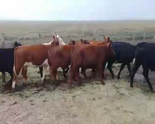 Lote 10 Novillitos y vaquillonas en Benito Juárez, Buenos Aires