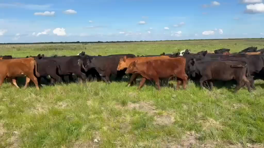 Lote 60 Terneras en Entre Ríos, Federal