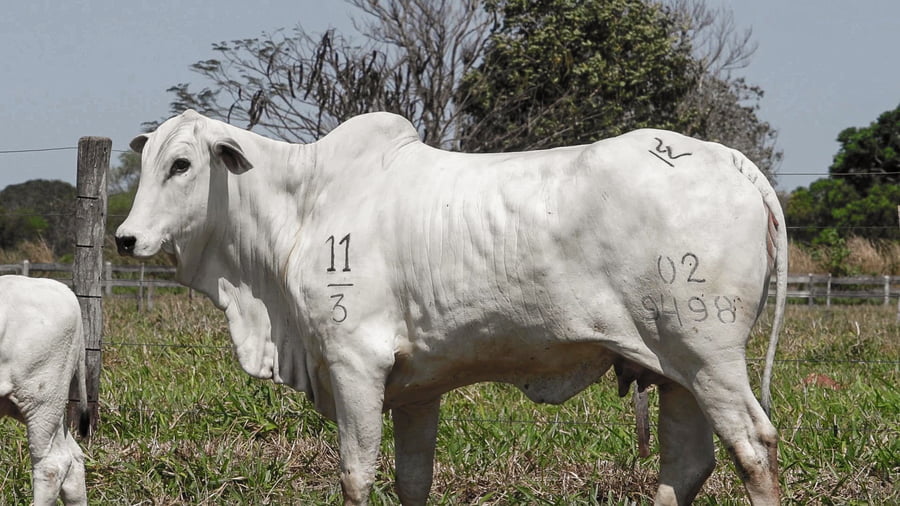Lote LOTE 70