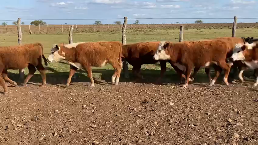 Lote 80 Terneros en Mercedes, Corrientes