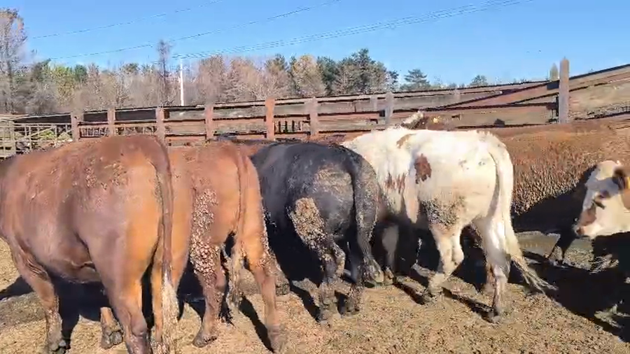 Lote 20 Novillo Gordo en Los Ángeles, VIII Región Biobío