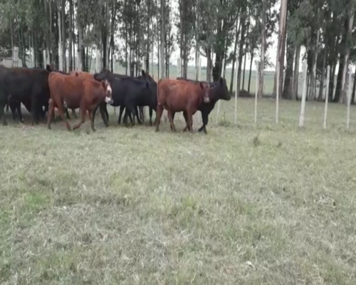 Lote Vaquillonas