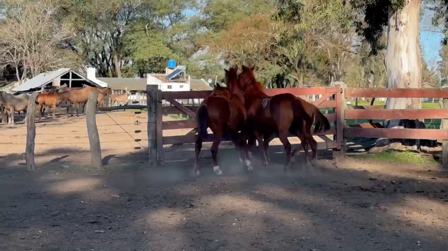 Lote 3 Macho en Curuzú-Cuatiá, Corrientes