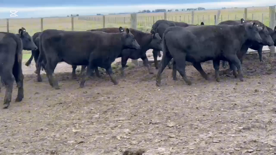Lote 20 Vaquillonas preñadas