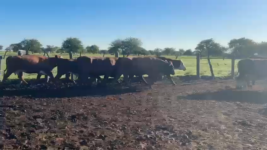 Lote 50 Vaca Consumo