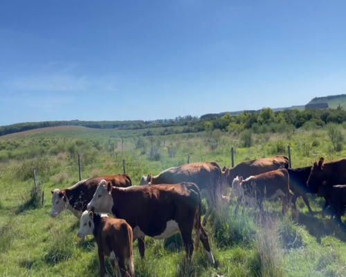 Lote 62 Piezas de cría en Sauce de Batoví, Tacuarembó