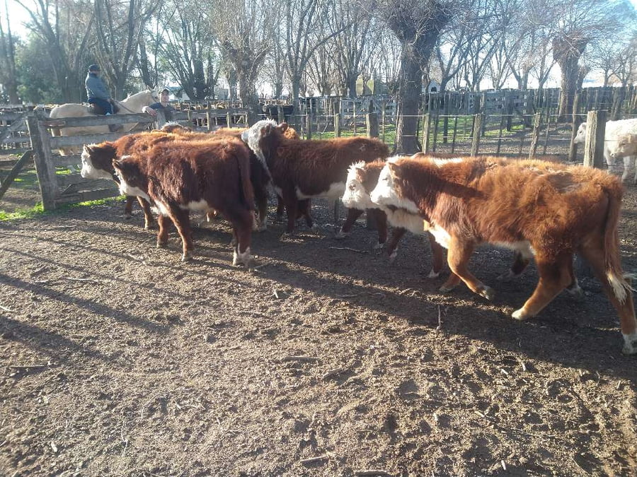Lote 8 Terneros en Gral. Lamadrid, Buenos Aires