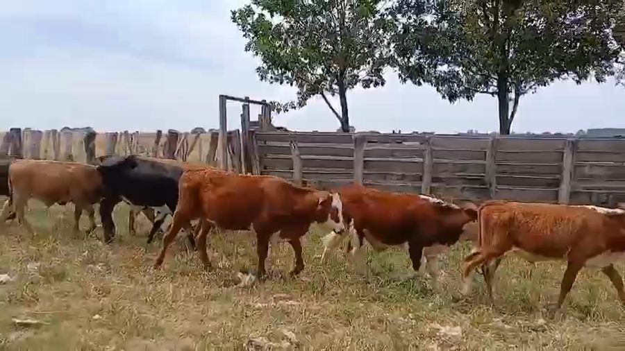 Lote 21 Terneros en Corrientes, Goya