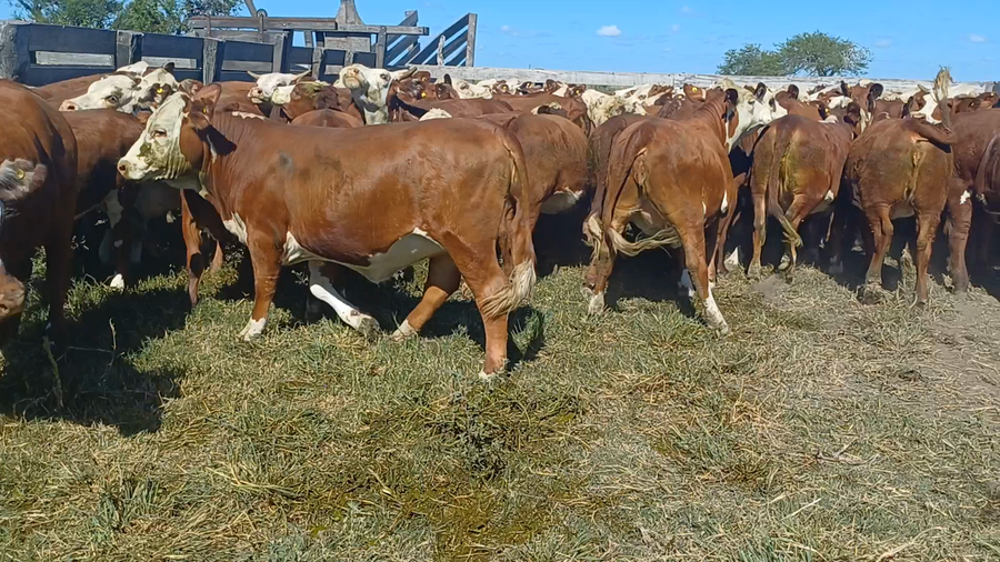 Lote 85 Vaquillonas en Villaguay, Entre Ríos