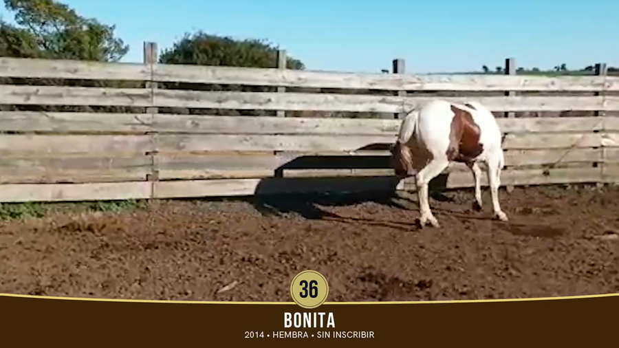 Lote Lote 36