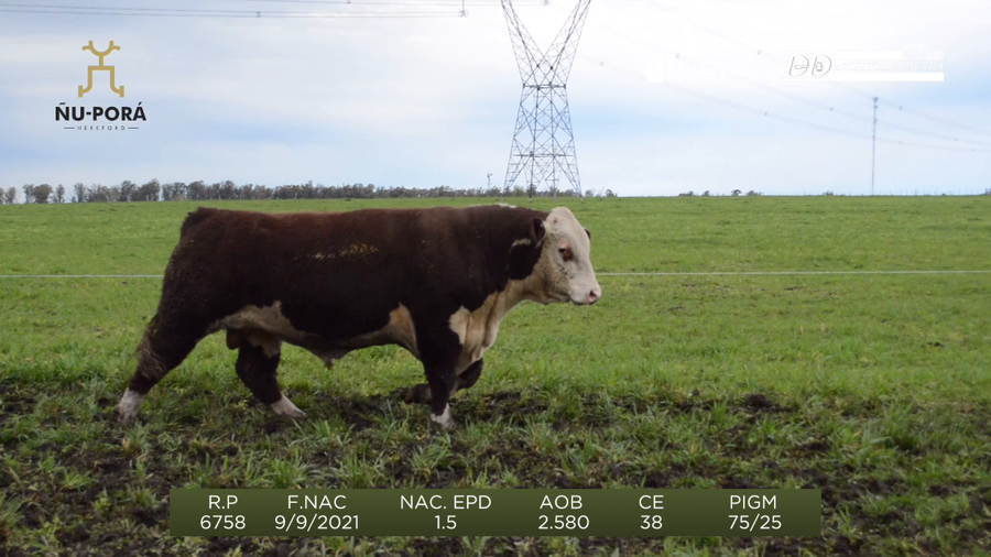 Lote Toros a remate en Remate anual Ñu Porá 2023, Paysandú