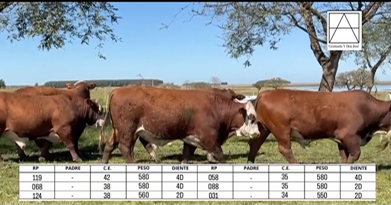 Lote TOROS BRAFORD "A. OCANTO"