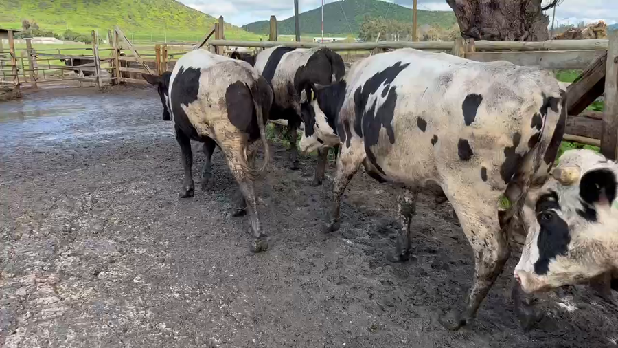 Lote 15 Novillo Gordo en Melipilla, Región Metropolitana