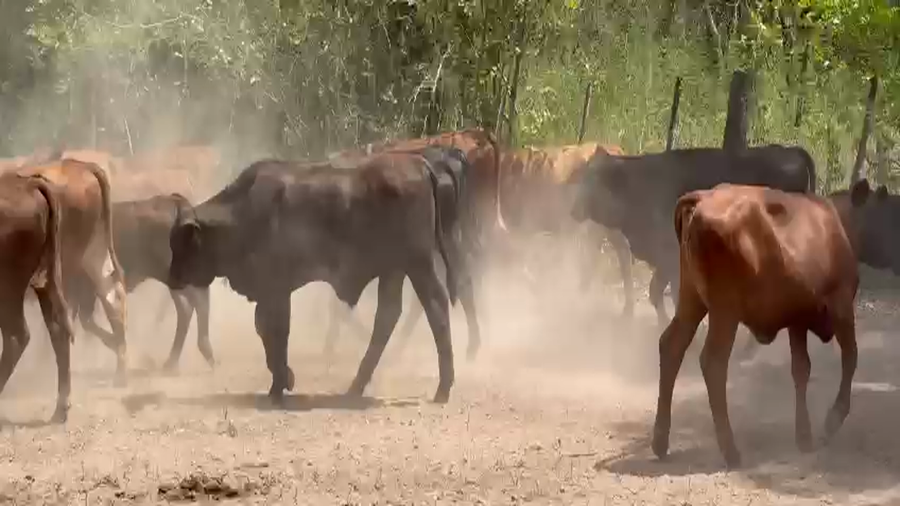 Lote 70 Terneros/as en Formosa, Gran Guardia