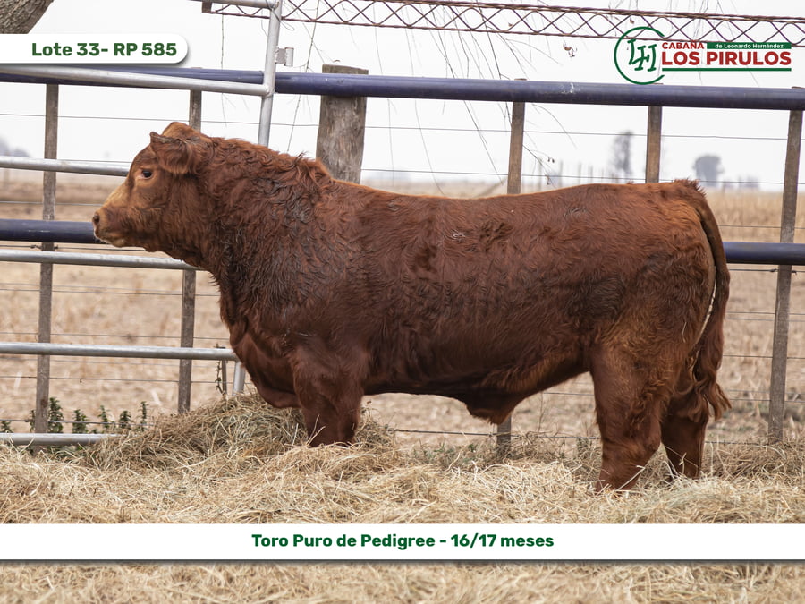 Lote TOROS PUROS DE PEDIGREE - 16/17 meses