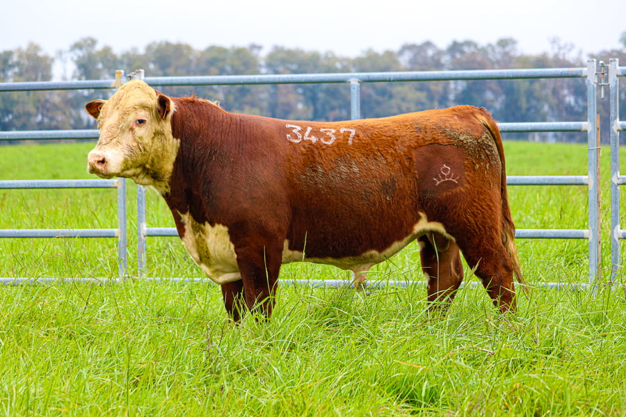 Lote POLLED HEREFORD