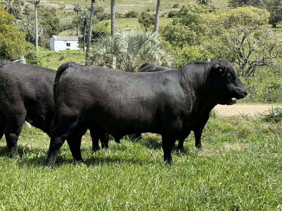 Lote Toros a remate en 4º Remate Don Nestor, Rocha
