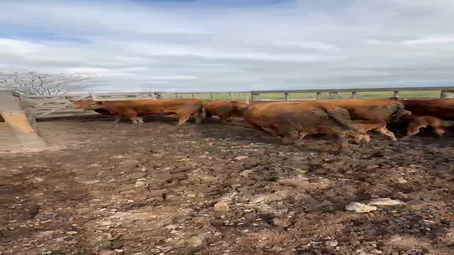 Lote CAMPOS LA NEGRITA S.A - 5 VAQUILLONAS COLORADAS - con terneros al pie