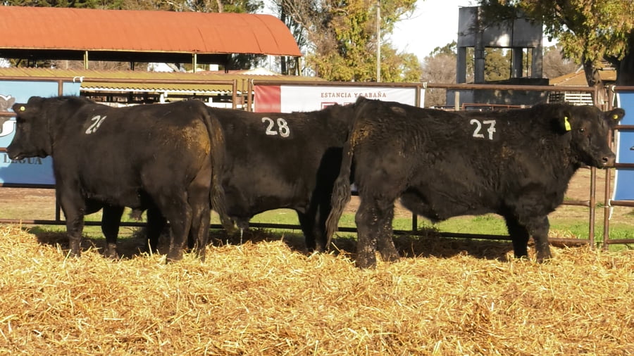 Lote TOROS ANGUS NEGROS PC