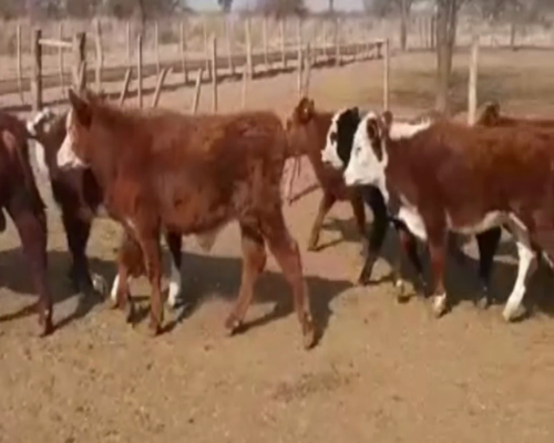 Lote 80 TERNS. MACHOS Y HEMBRAS, FERNANDEZ, PCIA. DE SGO. DEL ESTERO