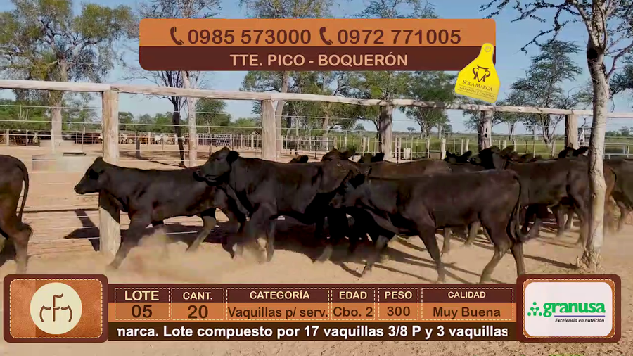 Lote Lote 5