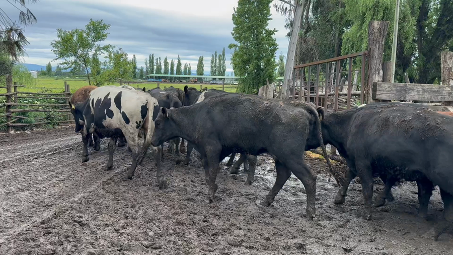 Lote 50 Vaquilla Gorda en Yerbas Buenas, VII  Región Maule