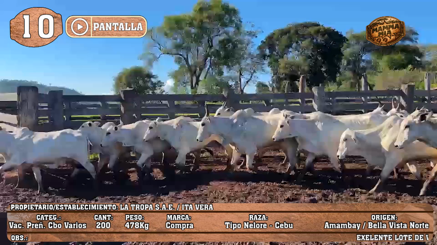 Lote LOTE 10 - POR PANTALLA