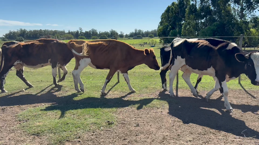 Lote VACA DE INVERNADA