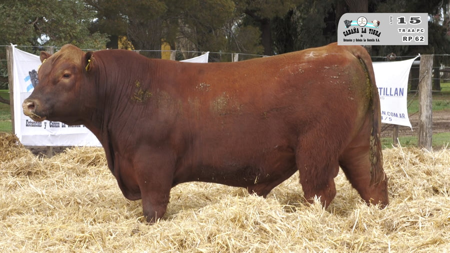 Lote TOROS PUROS CONTROLADOS