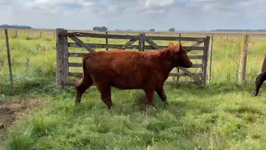 Lote 45 NOVILLITOS, OLAVARRIA, PCIA. DE BS. AS.