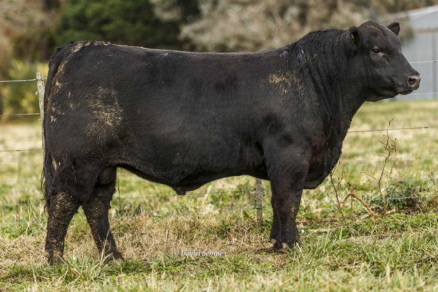 Lote TOROS PUROS DE PEDIGREE