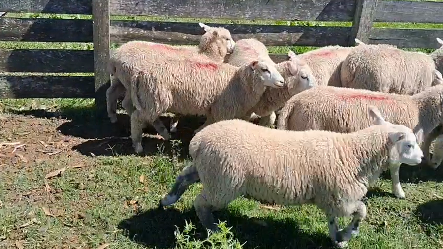 Lote 13 Corderos a remate en Ultima pantalla del año - Escritorio Camy 25kg - , San José