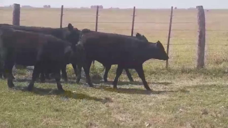 Lote 70 TERNS. MACHOS, RAUCH, PCIA. BS. AS.